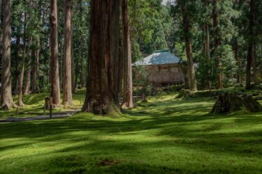 【完全ガイド2024】福井の観光名所「平泉寺白山神社」｜苔の絨毯と1300年の歴史を楽しむ！見どころ・アクセス方法を徹底紹介