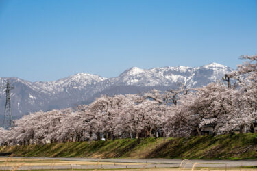 【春限定】桜と歴史が織りなす福井県1泊2日モデルコース～福井市・勝山市を巡る旅～