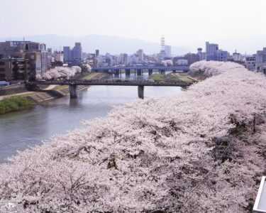  福井県の桜名所巡り完全ガイド：絶景スポット10選と観光プラン【2025年版】